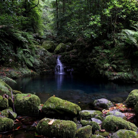 LEVADA DO REI
